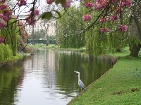 There's a lot of beautiful wildlife in Regent's Park in the Spring.